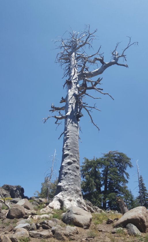 Old snag
