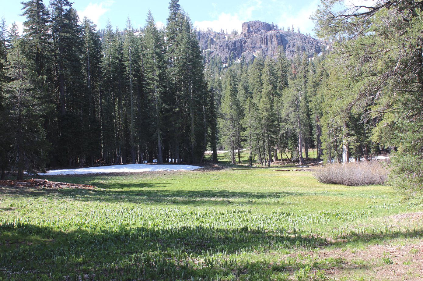 Early meadow