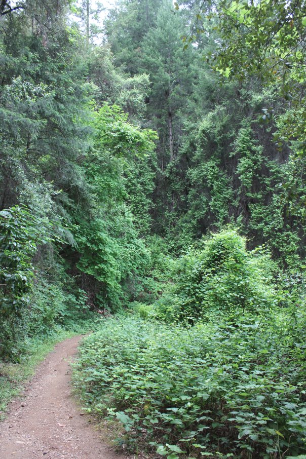 Green everywhere
