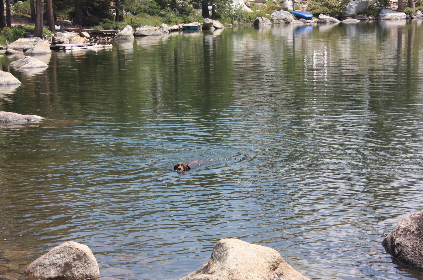 swimming