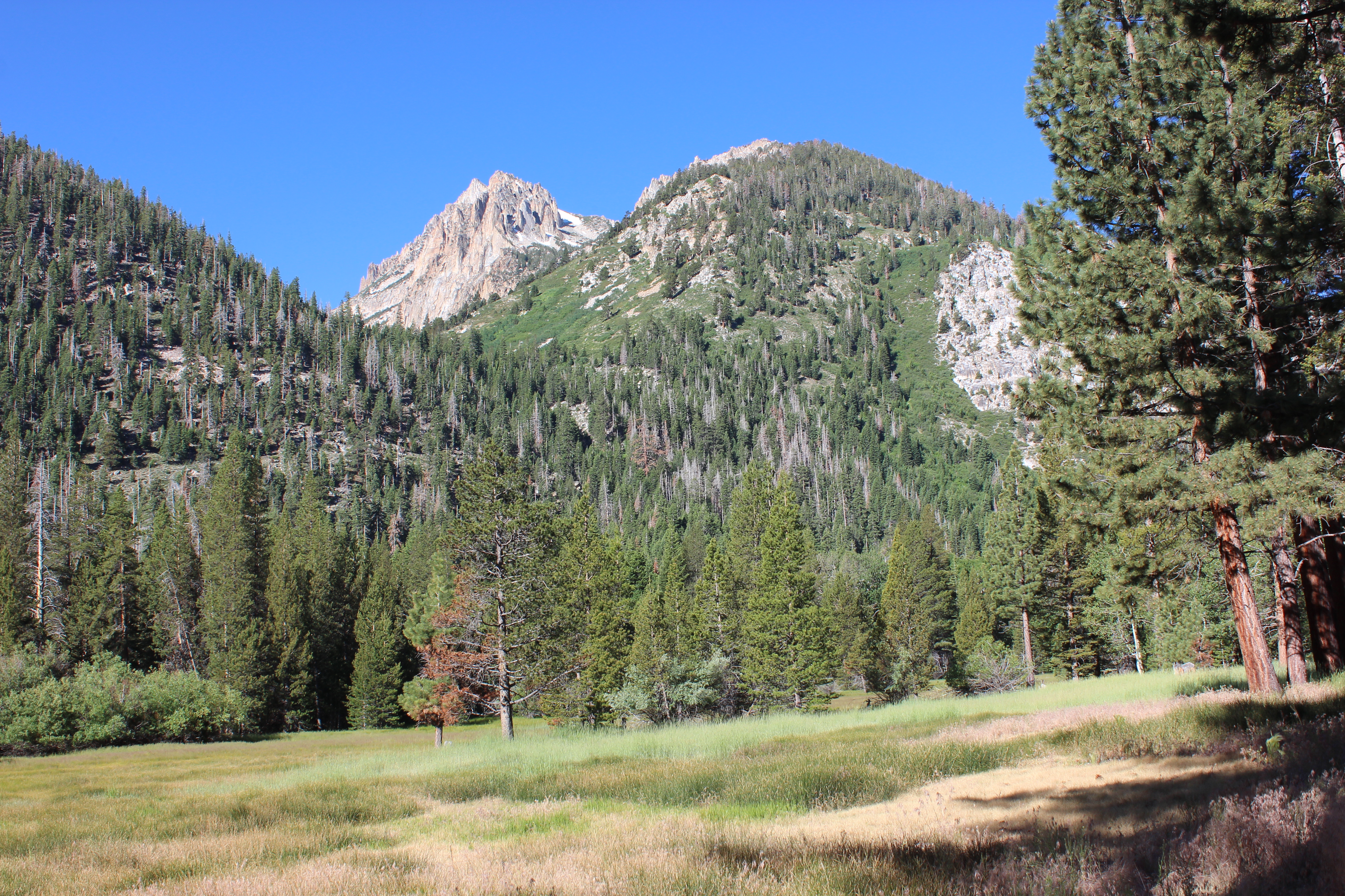 First meadow