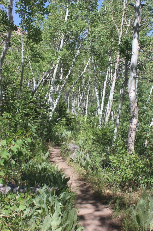 Aspen trail