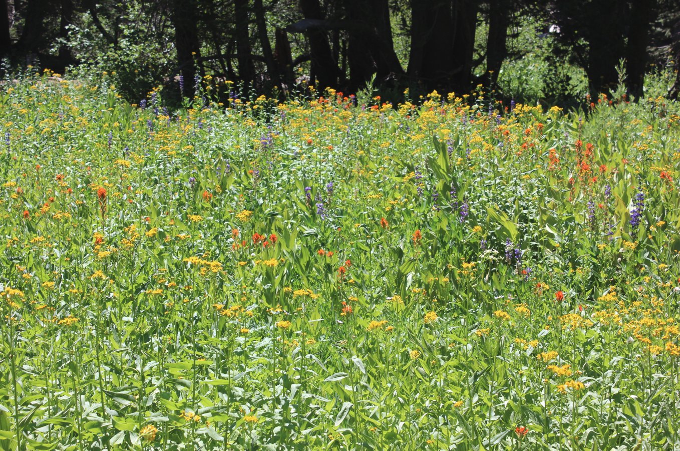 Wildflowers