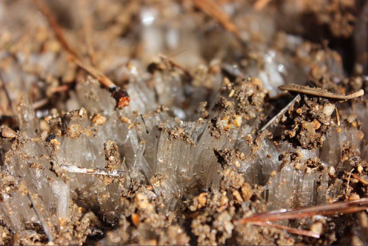 Ice crystals on trail