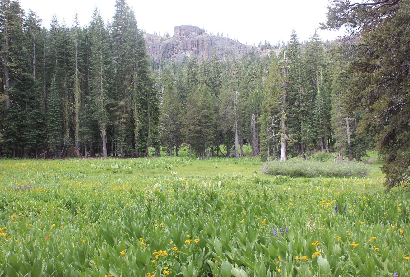 Early meadow