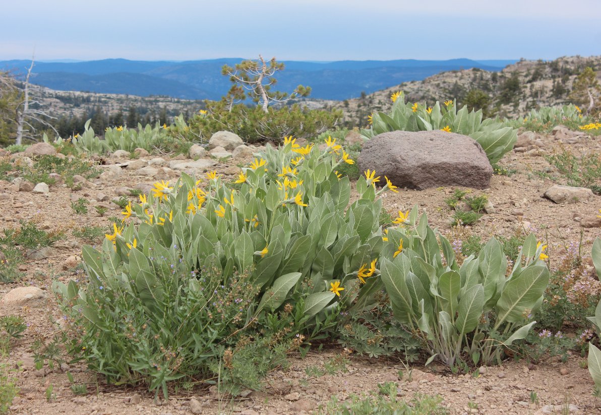 View from Squaw Ridge