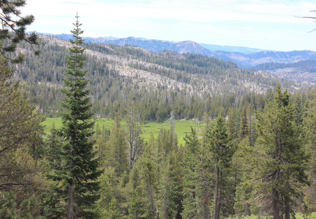 Ladeaux Meadow