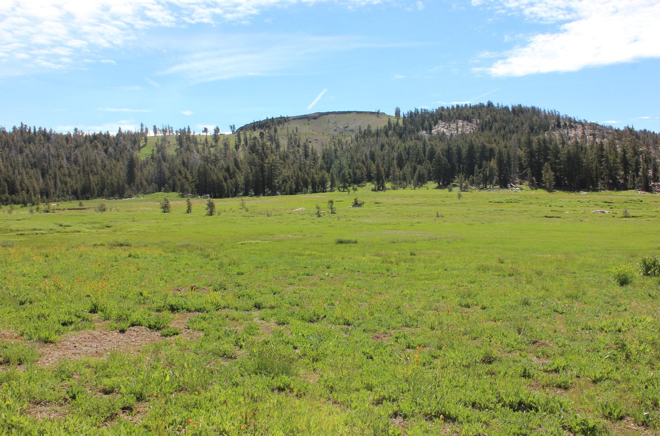 Ladeaux Meadow