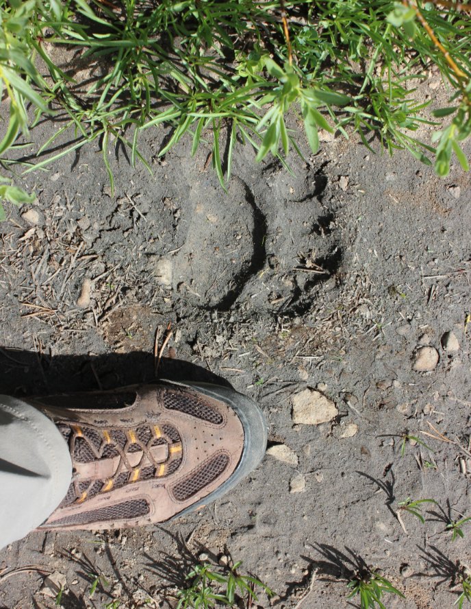 Bear Print