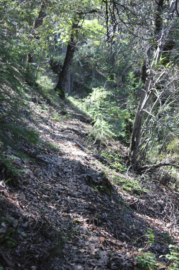 Trail?