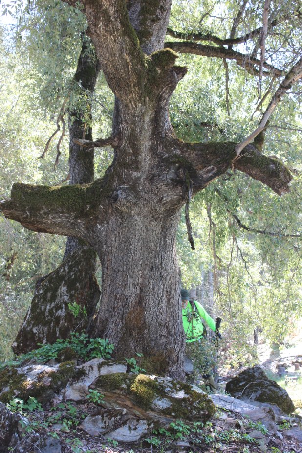 Cross Tree