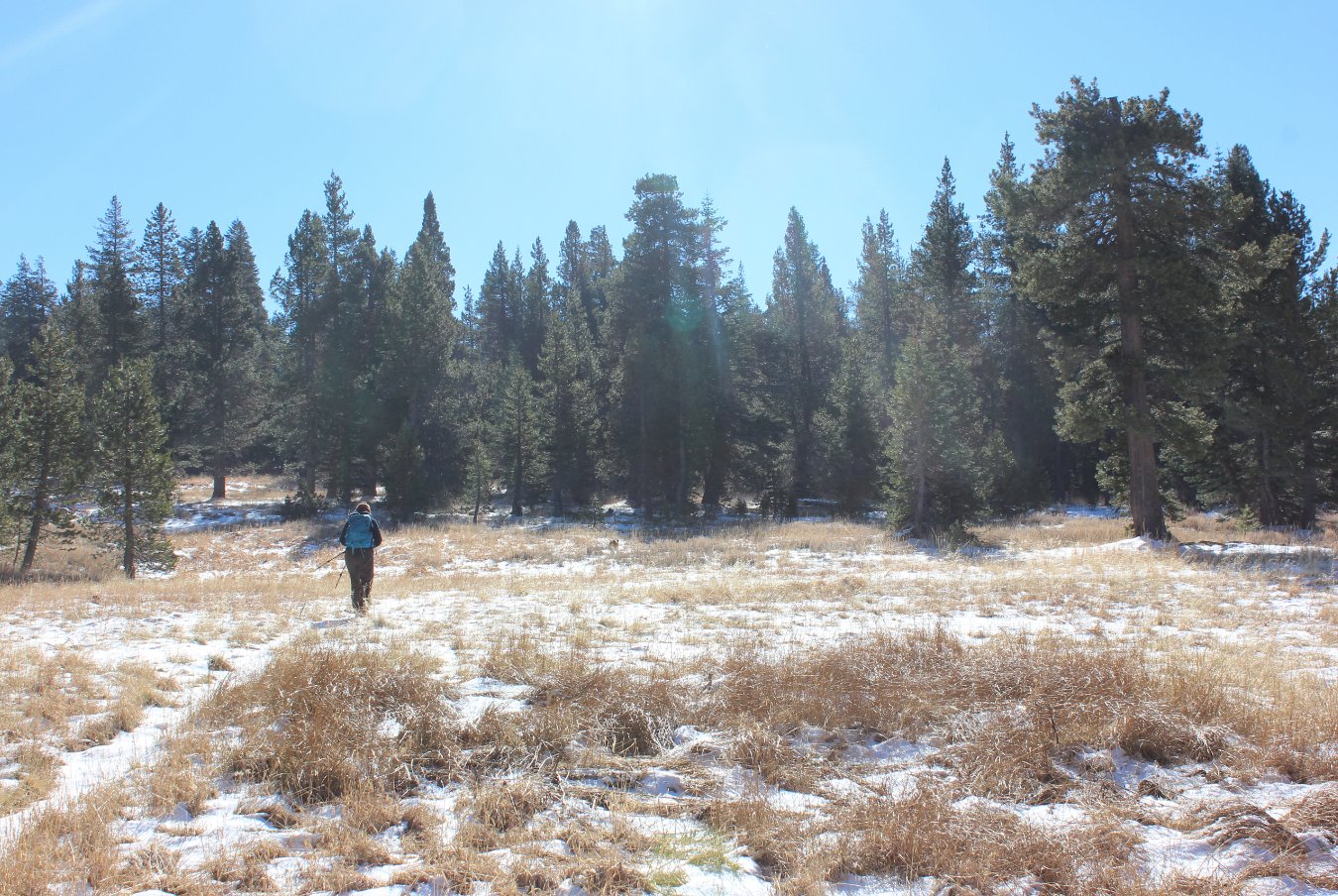 Cody Meadow