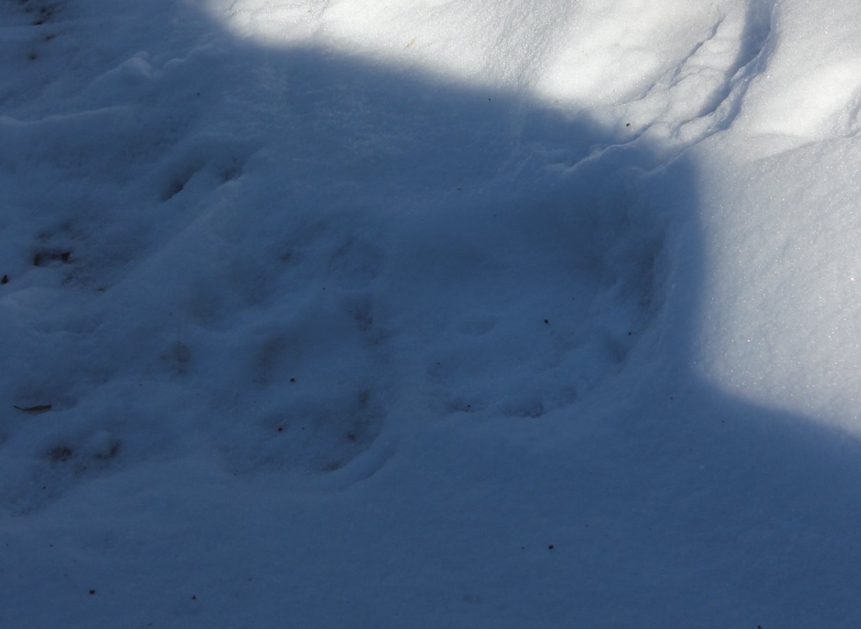 Bear Prints