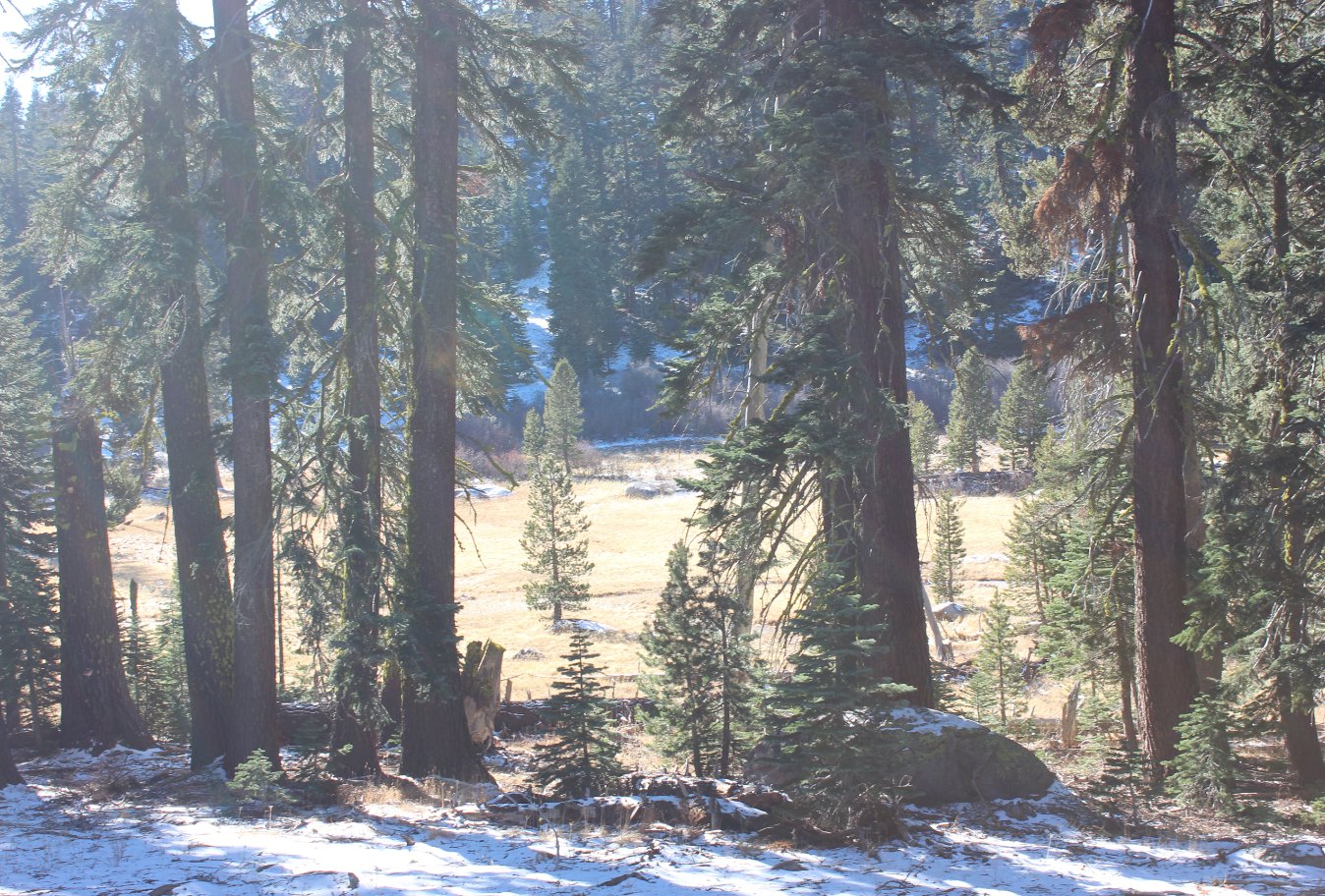 Buck Pasture
