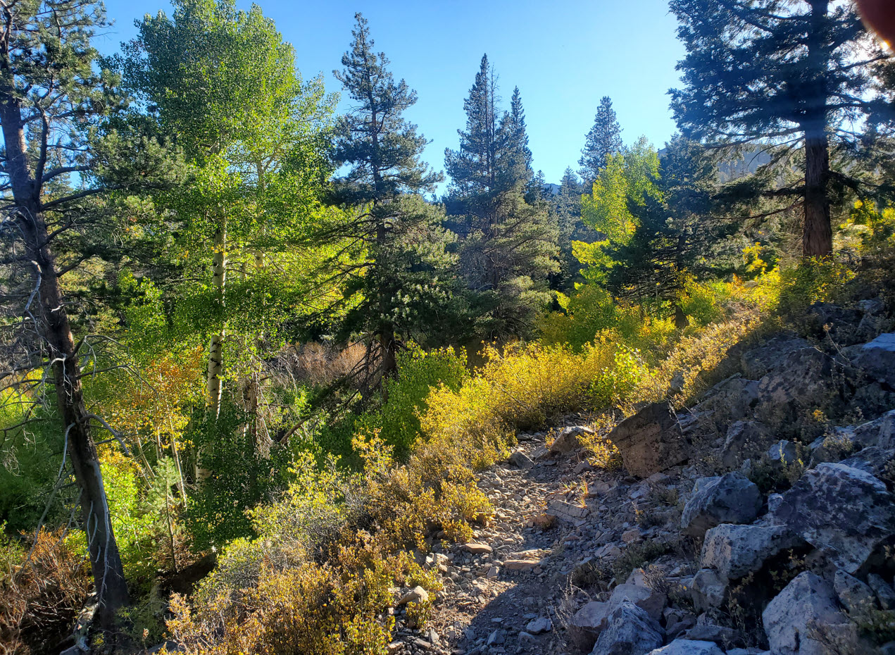 Fall colors