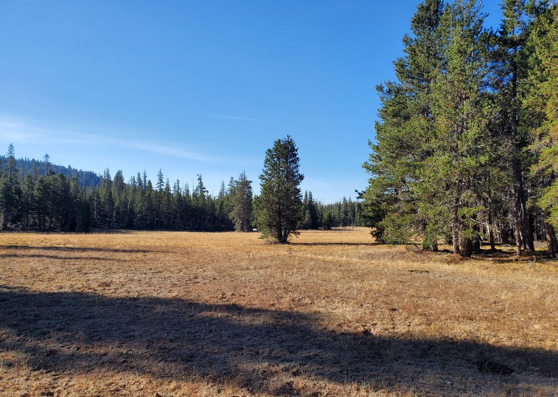 Stanislaus Meadow
