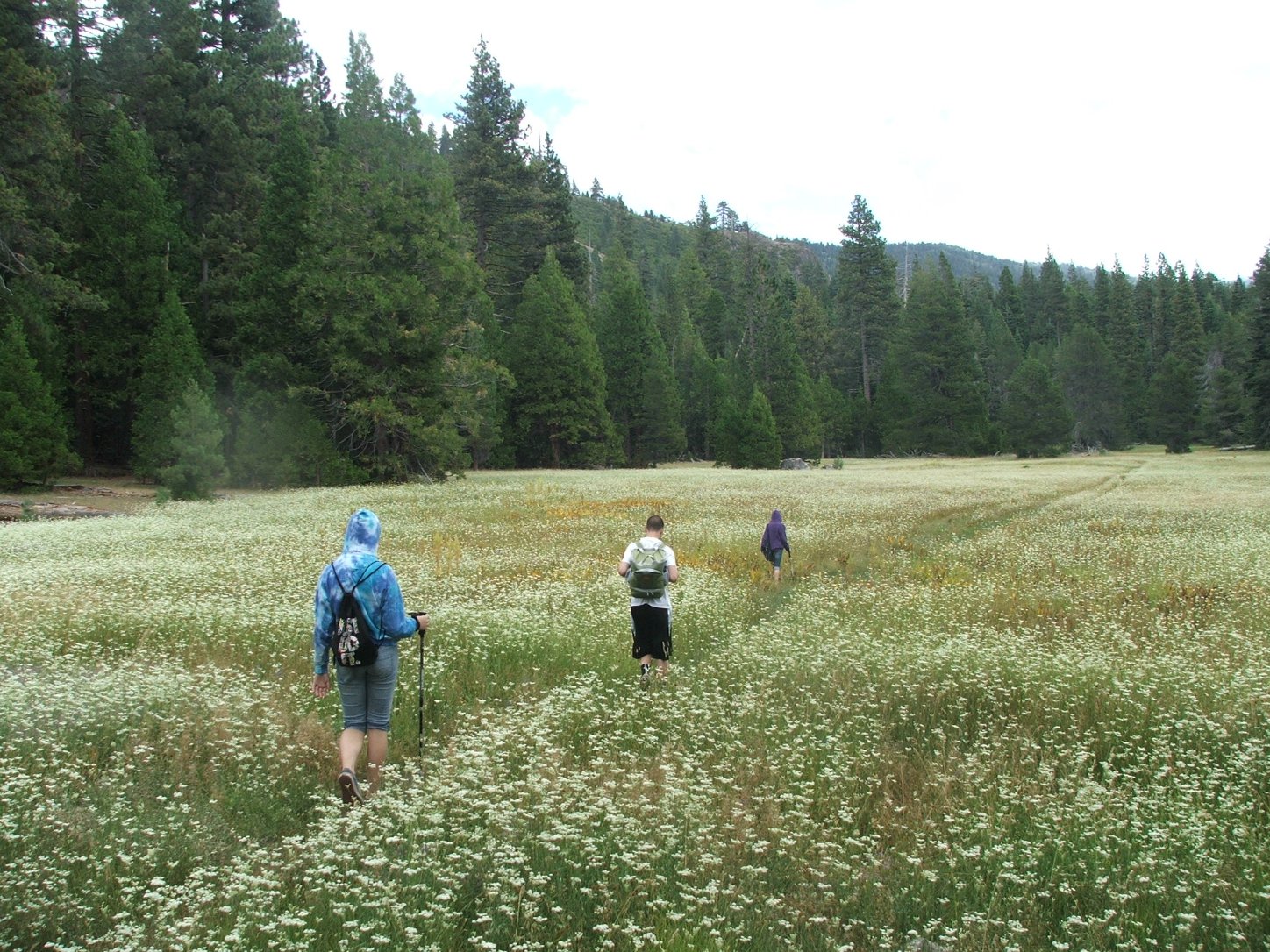 Hiking through Schneider Meadow
