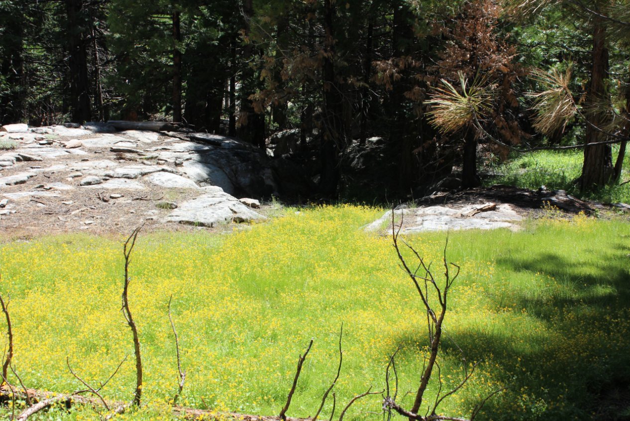 Government Meadow