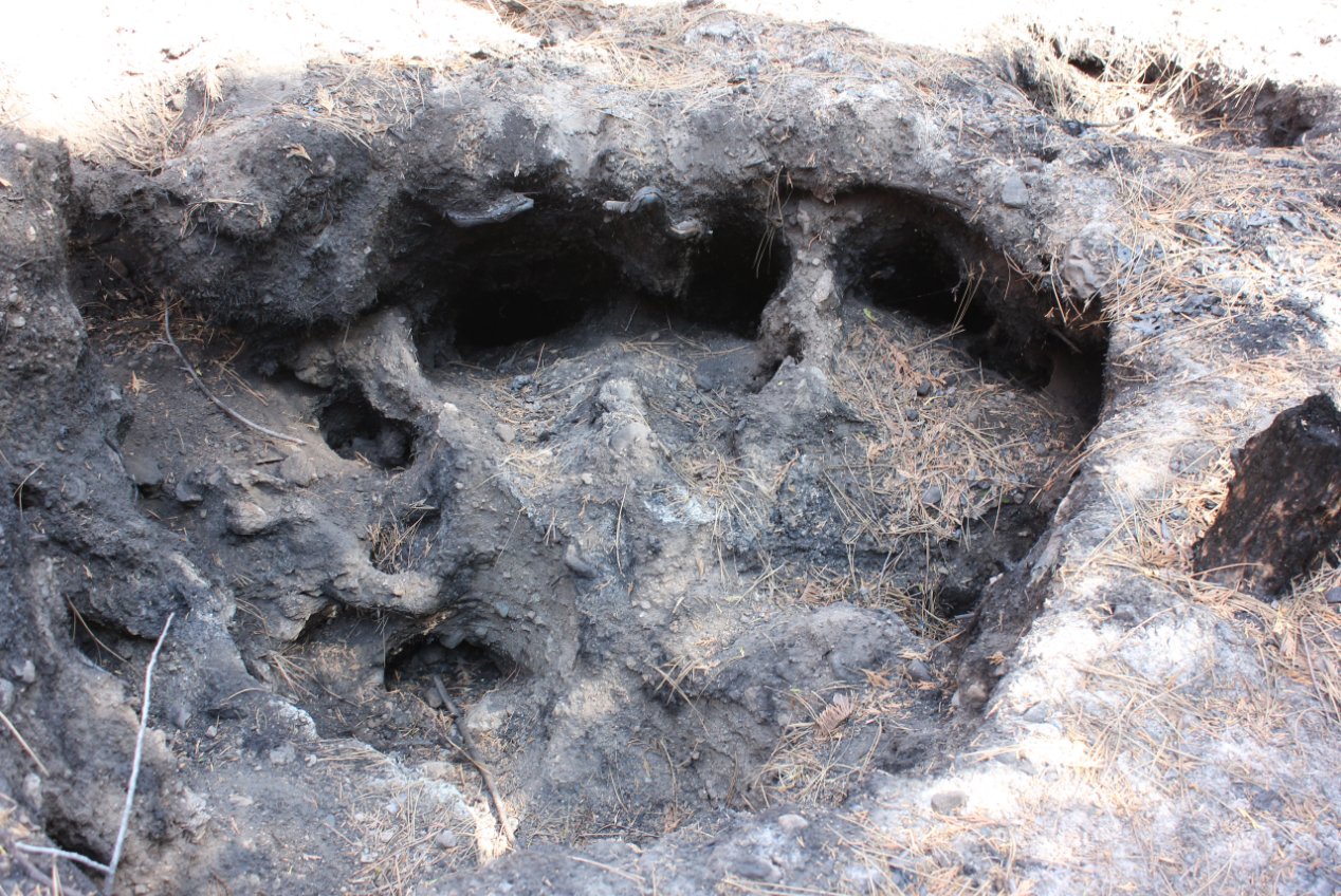 Burned out root