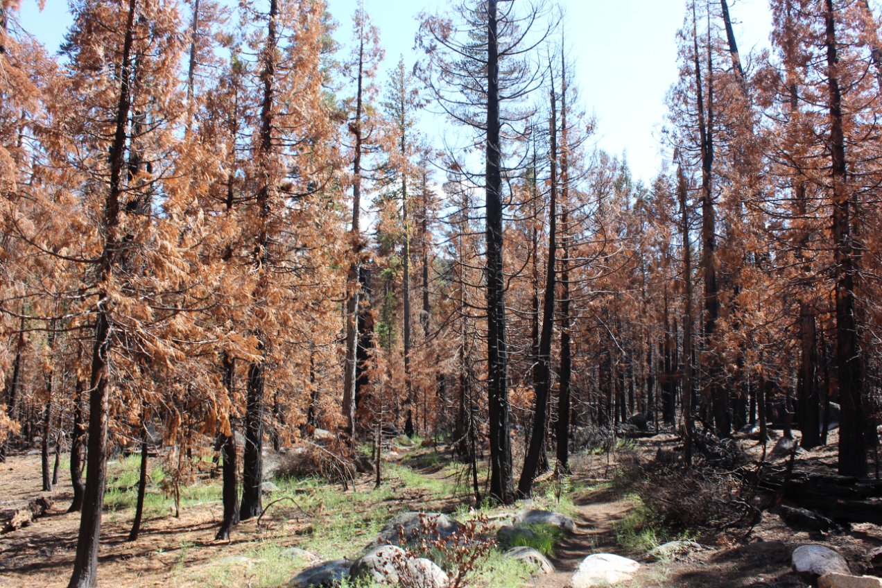 Fire scars