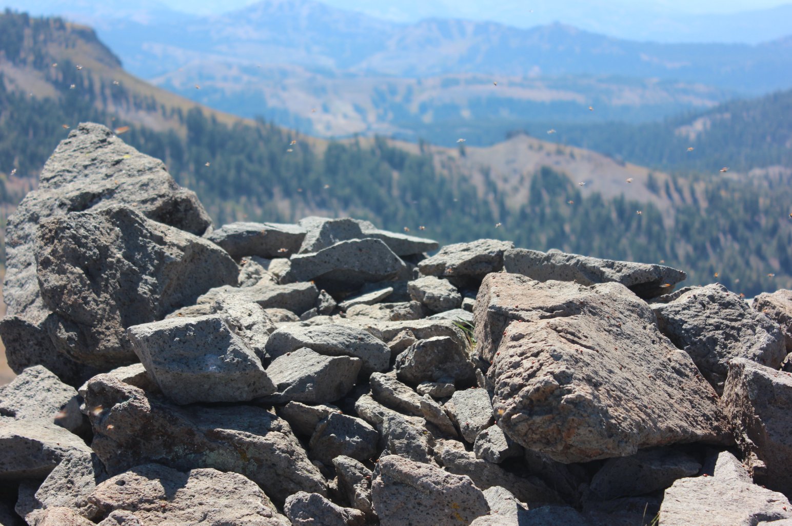 Ladybugs everywhere on Basin Peak