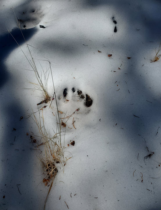 Bear print