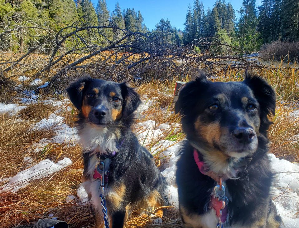 Furry sidekicks
