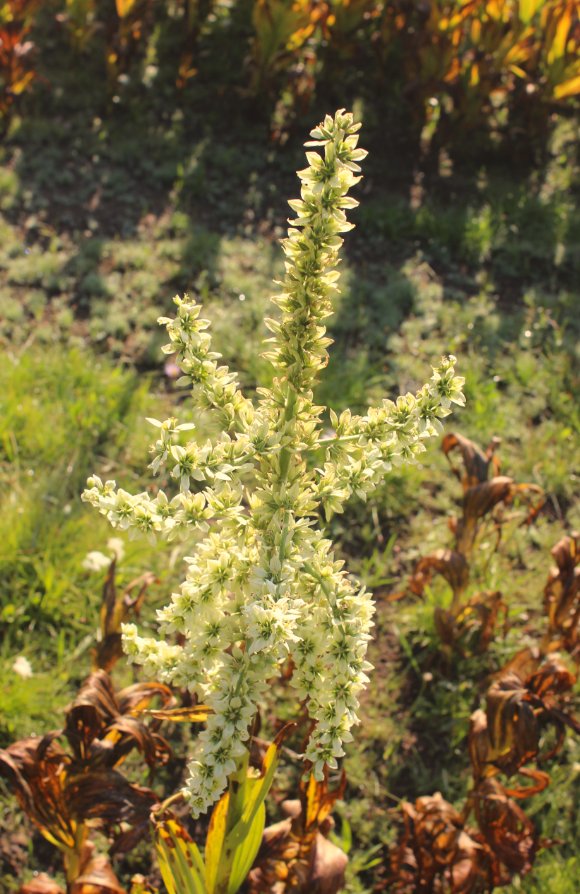 Corn Lily