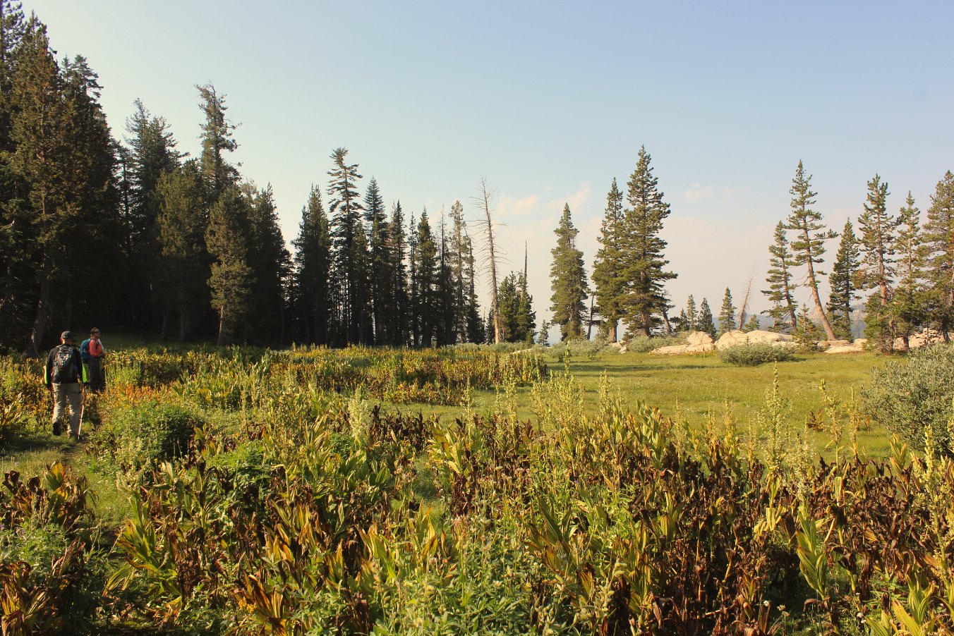 Meadow along the trail