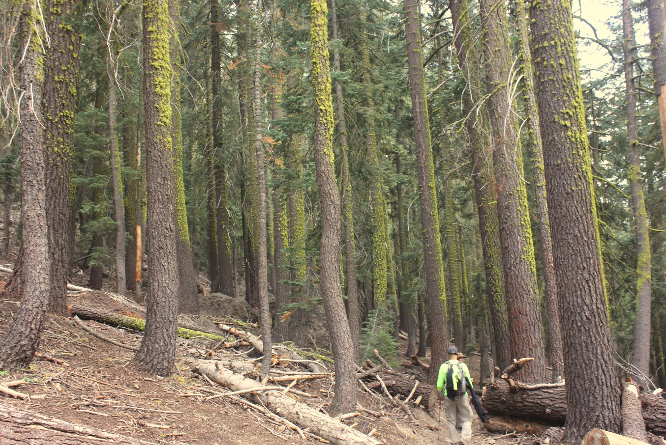 Green forest