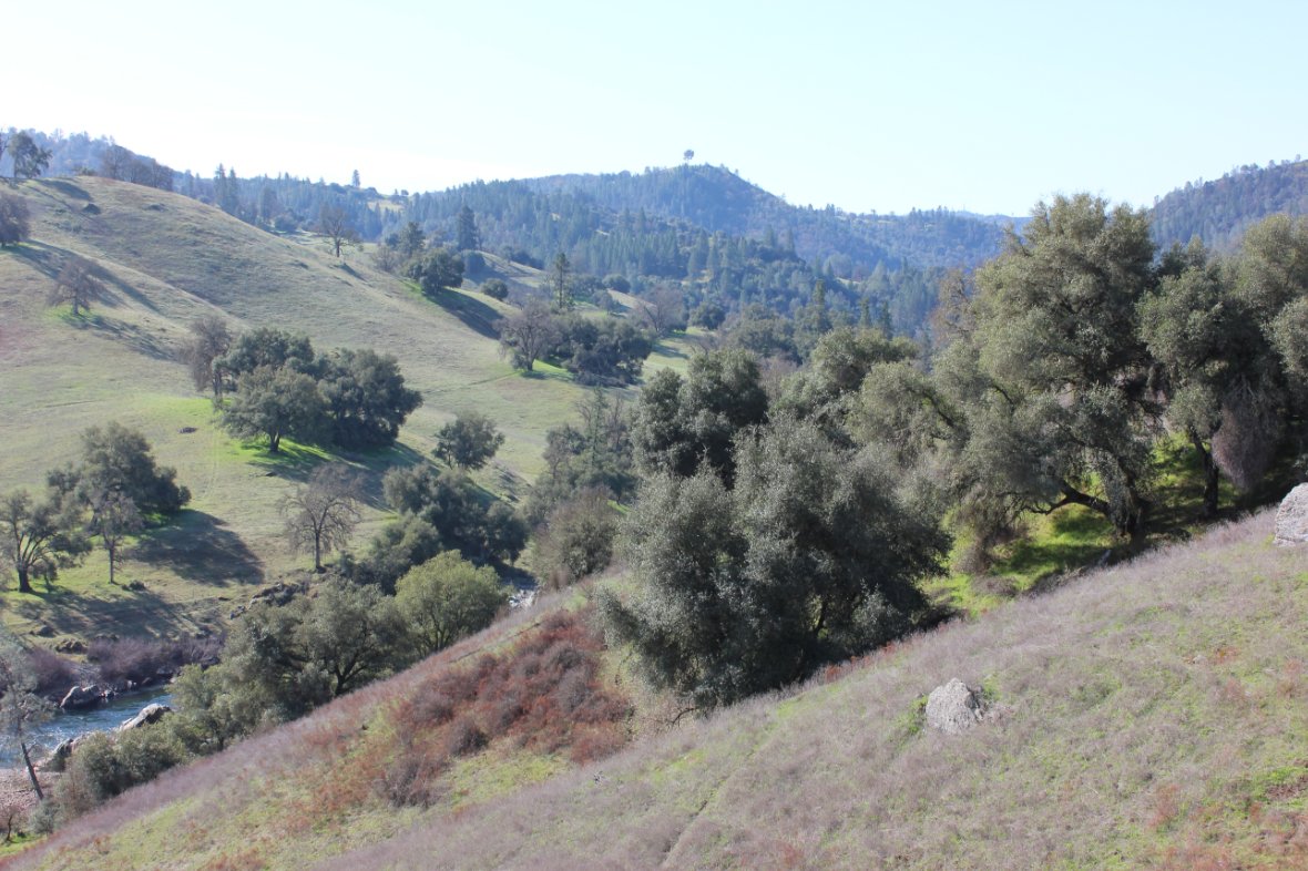 Lollipop Tree from trail