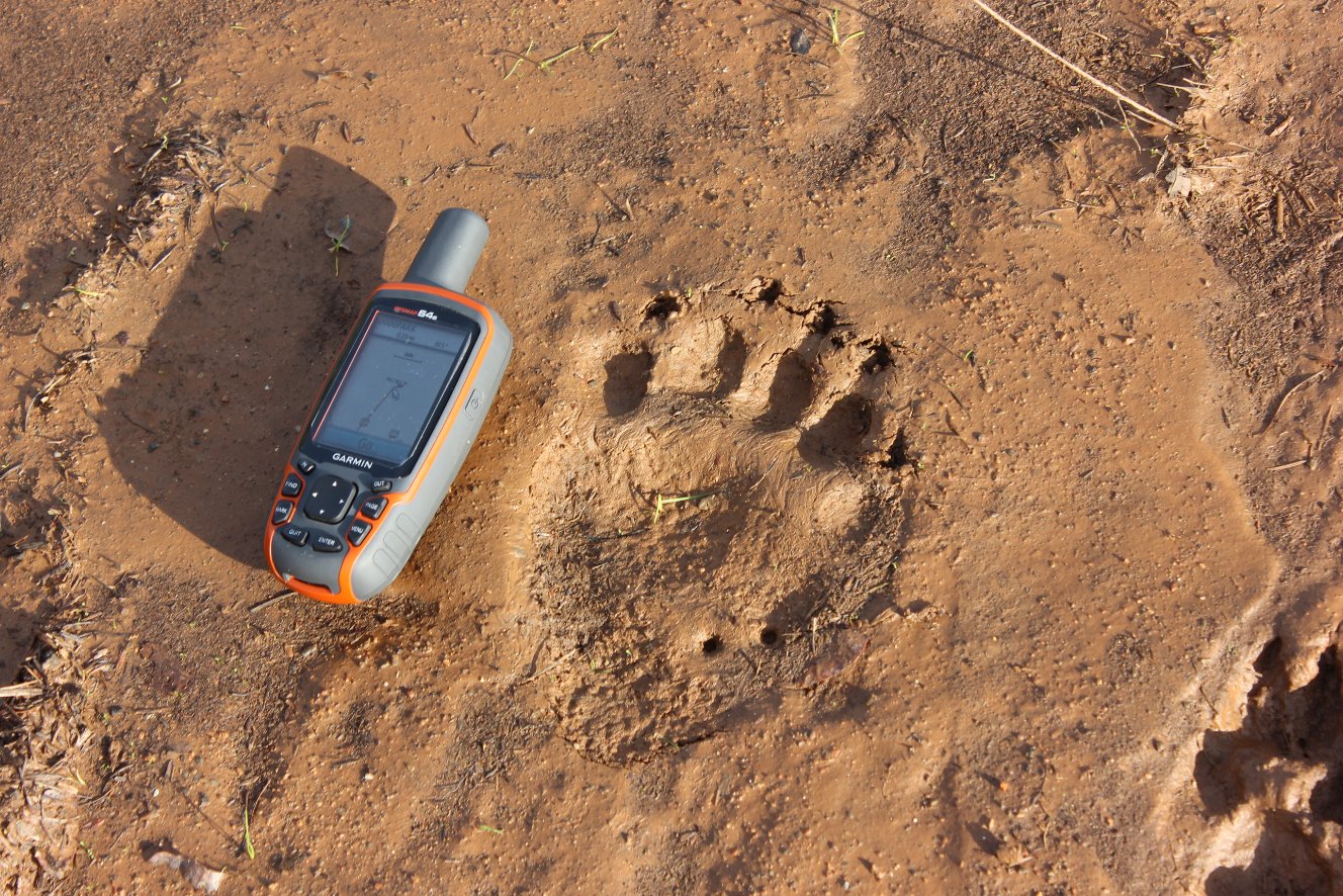Bear tracks