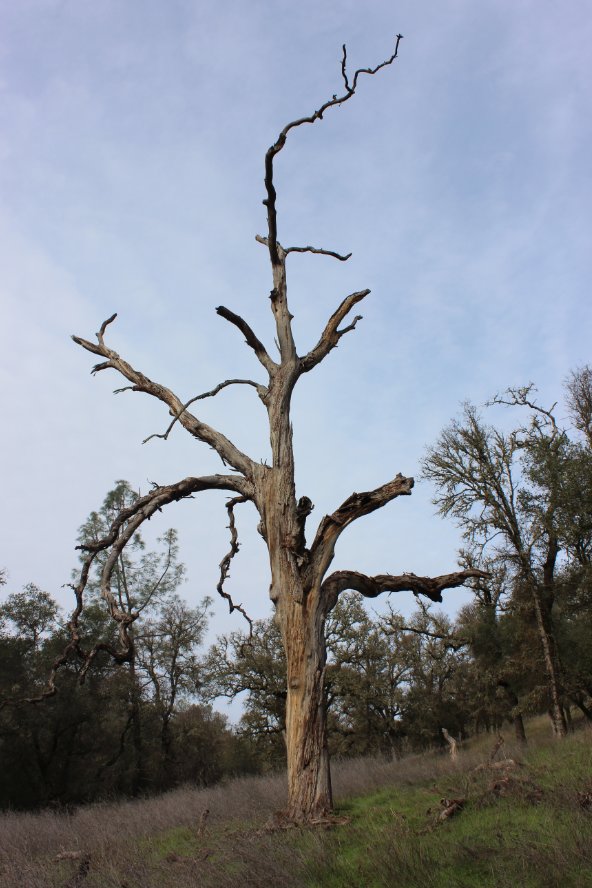 Old tree