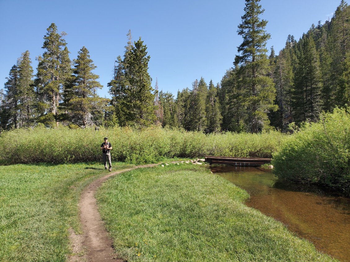 Entering the meadow
