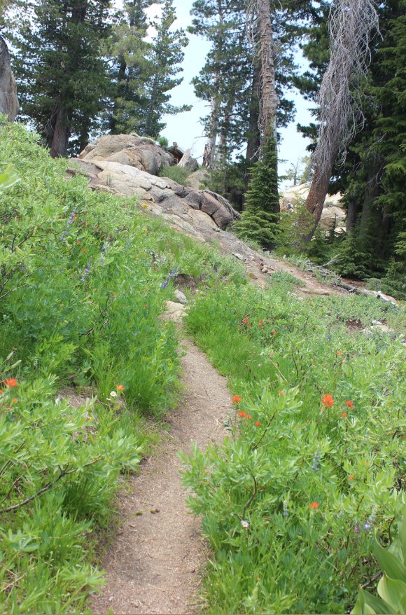 Lots of wildflowers on the way.
