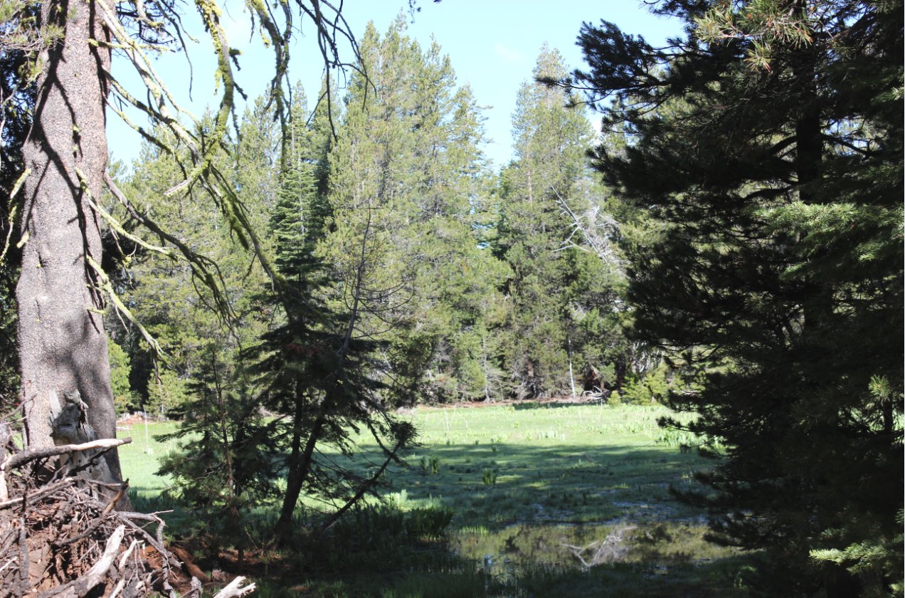 Meadow