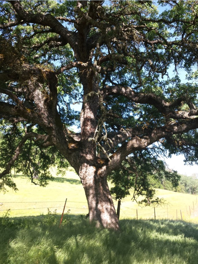 Majestic Oak
