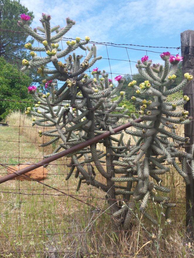 Cactus on the trail