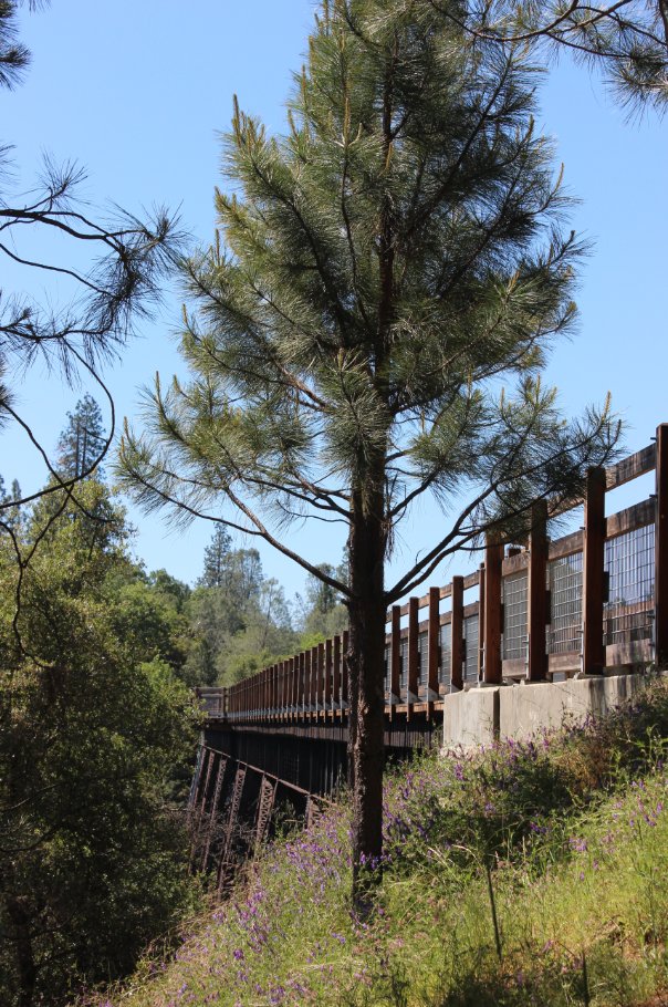 The trestle