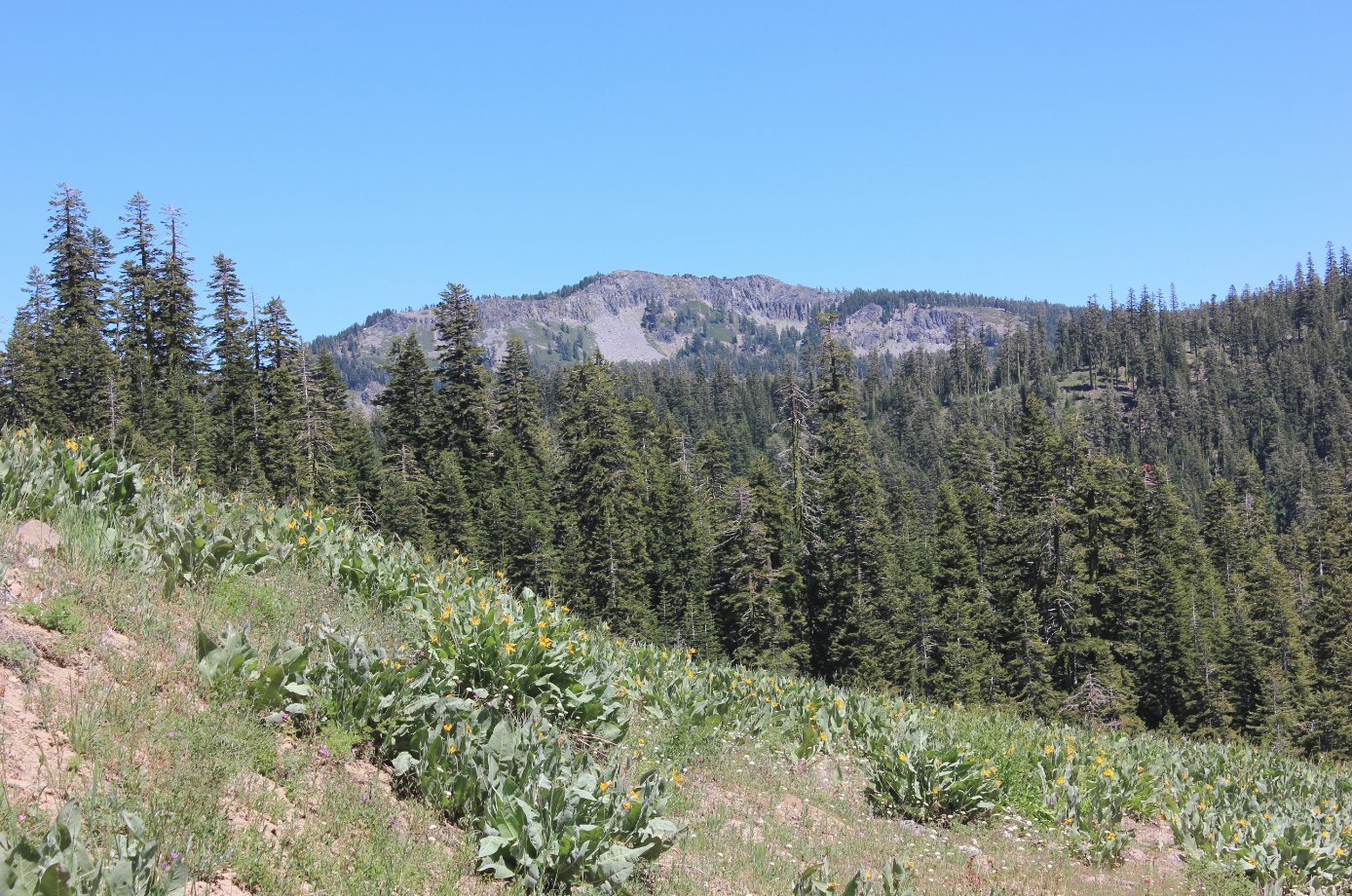 Ellis Peak from Barker Pass Road