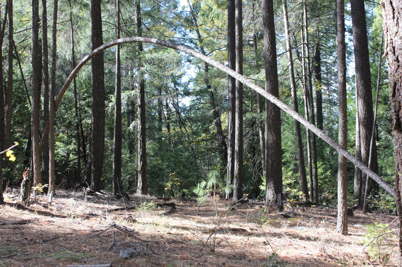 Interesting tree