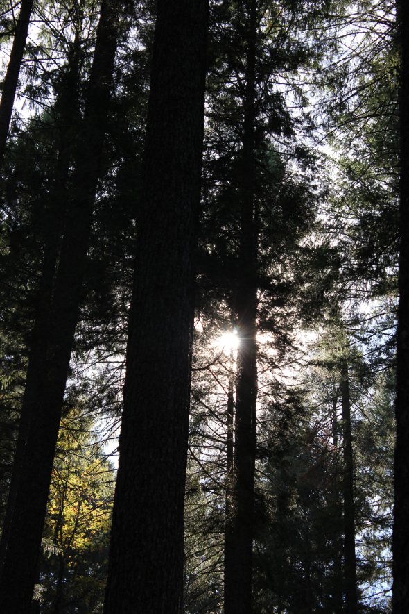 More trees
