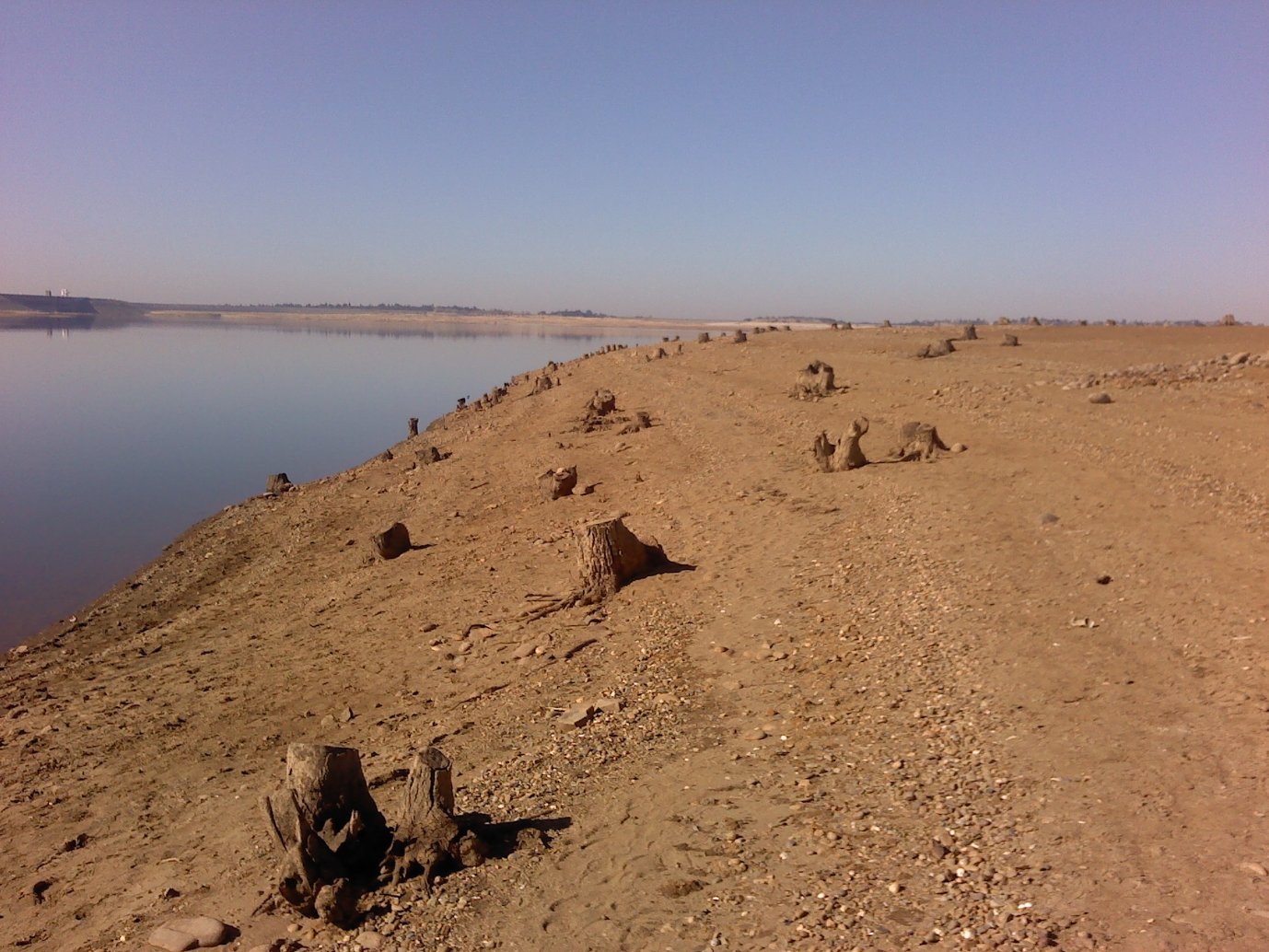 Old tree stumps