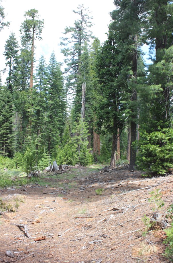Dry Lakes trail remnant