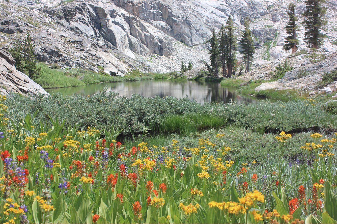 Shangri-La Flowers