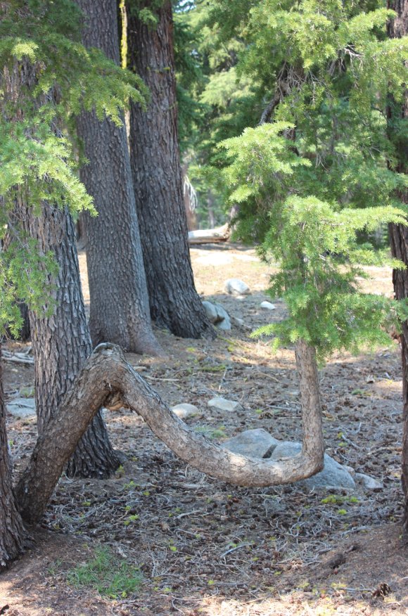 Tough Tree
