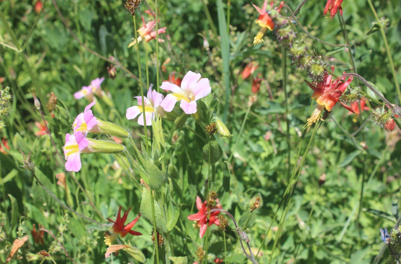 Wildflower bonanza
