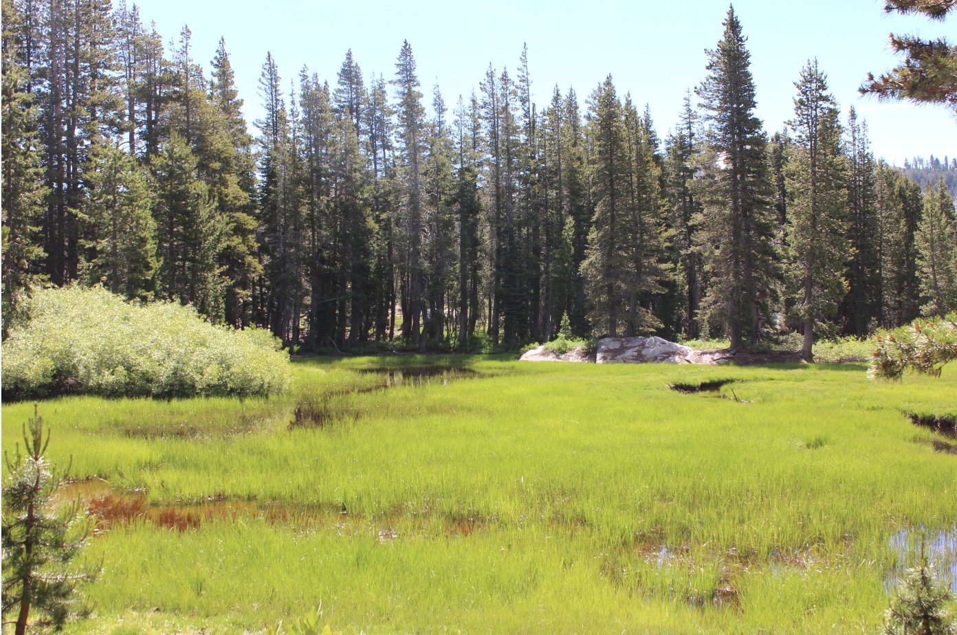 More Meadow