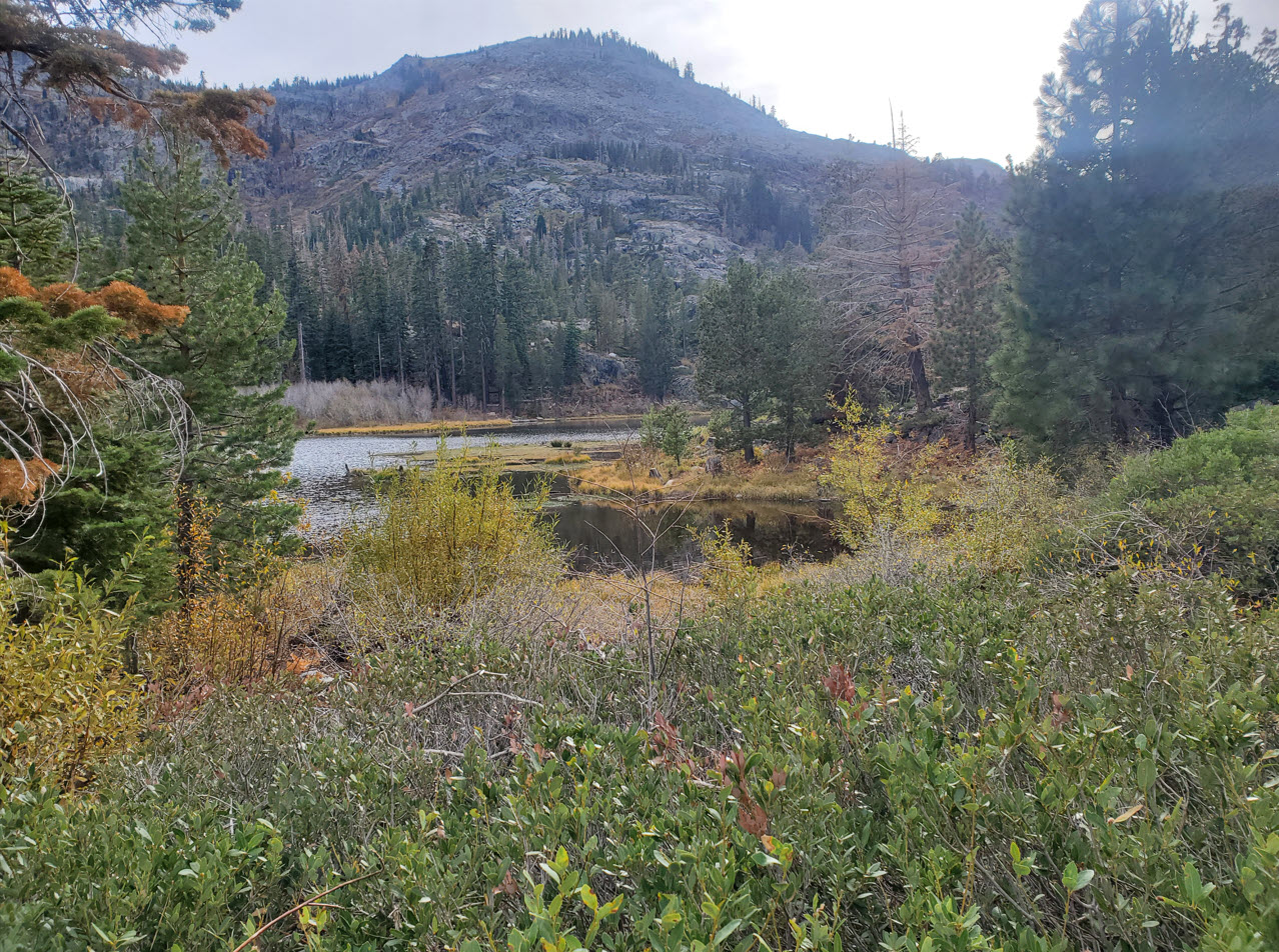 Lily Lake