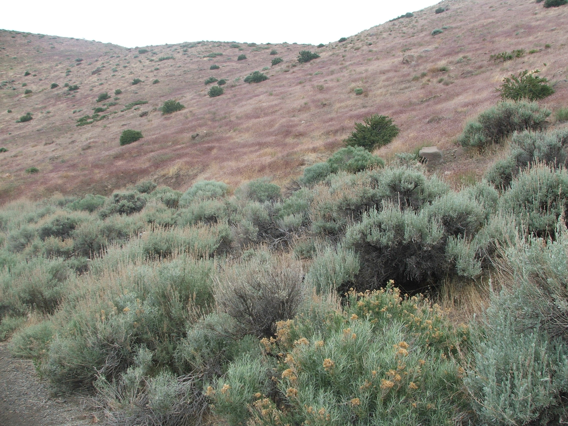 Barren canyon